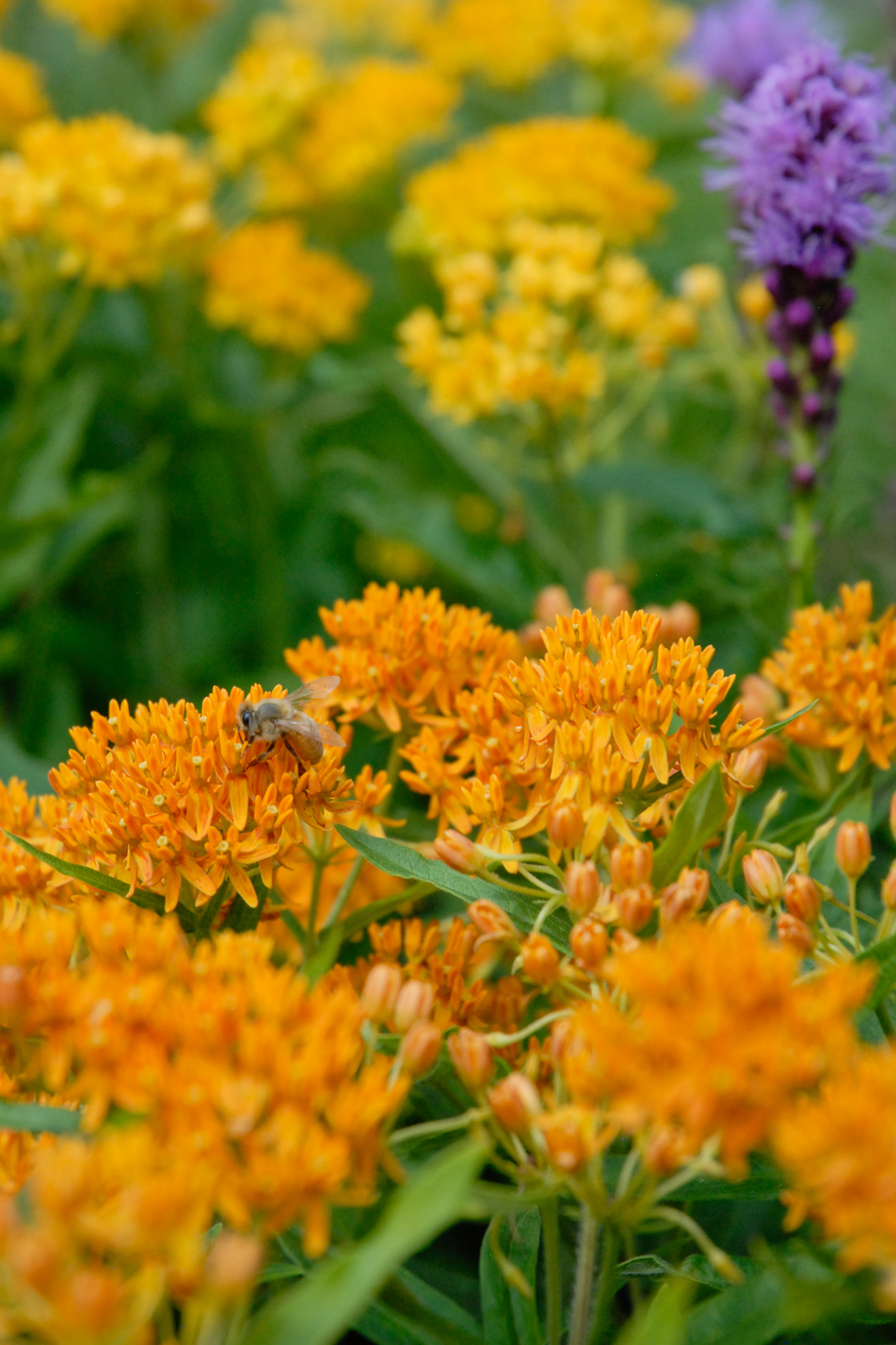 Butterfly Weed